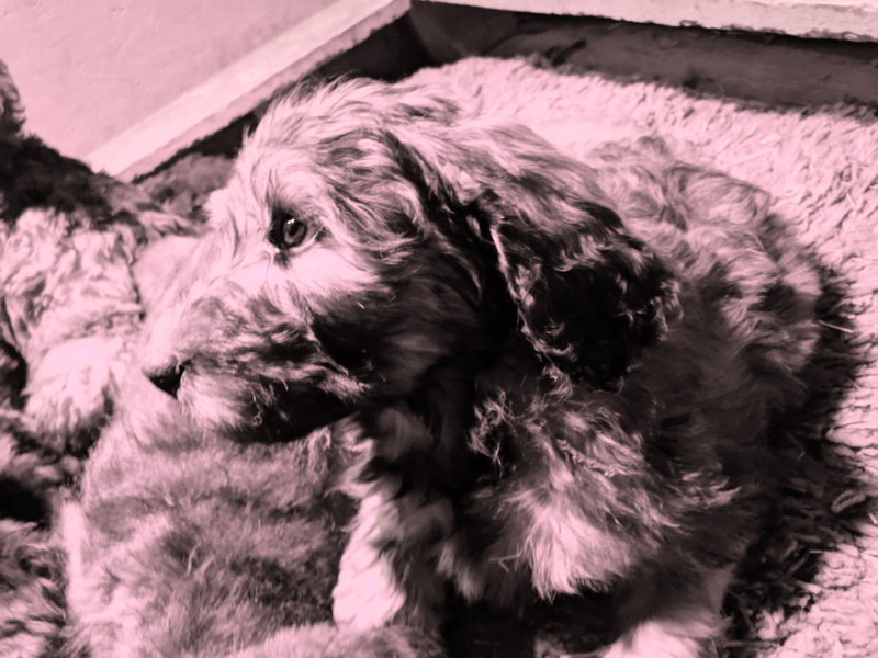 Illustration for article titled On Dogs - Update: news & photos